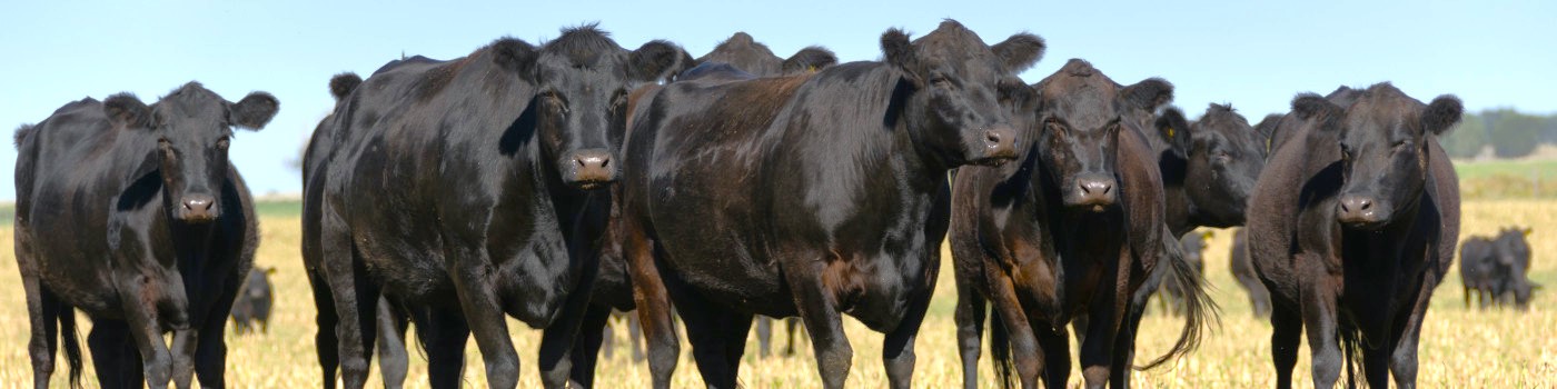 Pampa-Ochsen Pampa-Ochsen