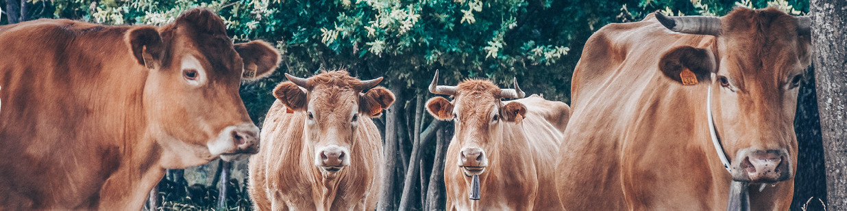 Iberico-Schwein Iberico-Rind