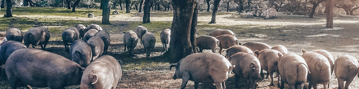 Iberico-Schwein Iberico-Schwein